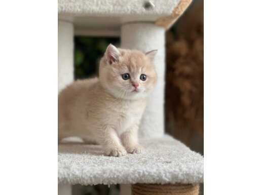 ORJİNAL BRITISH GOLDEN CİNNEMON FAWN PY11 BEBEKLER