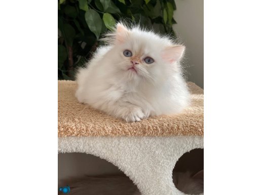 TOP KAFA ORJİNAL BRİTİSH GOLDEN CHOCOLATE BY1233 