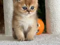 OYUNCAK AYI BRİTİSH GOLDEN SHORTHAİR TAM BİR EV AŞIĞI