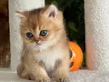 OYUNCAK AYI BRİTİSH GOLDEN SHORTHAİR TAM BİR EV AŞIĞI