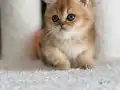 OYUNCAK AYI BRİTİSH GOLDEN SHORTHAİR TAM BİR EV AŞIĞI