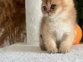OYUNCAK AYI BRİTİSH GOLDEN SHORTHAİR TAM BİR EV AŞIĞI
