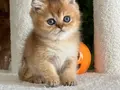 OYUNCAK AYI BRİTİSH GOLDEN SHORTHAİR TAM BİR EV AŞIĞI