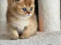OYUNCAK AYI BRİTİSH GOLDEN SHORTHAİR TAM BİR EV AŞIĞI