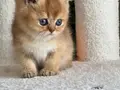 OYUNCAK AYI BRİTİSH GOLDEN SHORTHAİR TAM BİR EV AŞIĞI