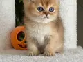 OYUNCAK AYI BRİTİSH GOLDEN SHORTHAİR TAM BİR EV AŞIĞI