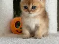 OYUNCAK AYI BRİTİSH GOLDEN SHORTHAİR TAM BİR EV AŞIĞI
