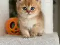 OYUNCAK AYI BRİTİSH GOLDEN SHORTHAİR TAM BİR EV AŞIĞI