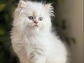 SINIRSIZ GÜZELLİK BRİTİSH GOLDEN CİNNEMON PY1233