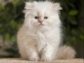 SINIRSIZ GÜZELLİK BRİTİSH GOLDEN CİNNEMON PY1233