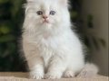 SINIRSIZ GÜZELLİK BRİTİSH GOLDEN CİNNEMON PY1233