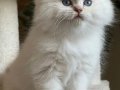 SINIRSIZ GÜZELLİK BRİTİSH GOLDEN CİNNEMON PY1233