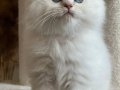 SINIRSIZ GÜZELLİK BRİTİSH GOLDEN CİNNEMON PY1233