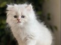 SINIRSIZ GÜZELLİK BRİTİSH GOLDEN CİNNEMON PY1233