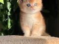 BRİTİSH GOLDEN SHORTHAİR NY12 KUSURSUZ BİR BEBEK! 