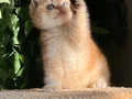 BRİTİSH GOLDEN SHORTHAİR NY12 KUSURSUZ BİR BEBEK! 