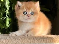 BRİTİSH GOLDEN SHORTHAİR NY12 KUSURSUZ BİR BEBEK! 