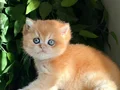BRİTİSH GOLDEN SHORTHAİR NY12 KUSURSUZ BİR BEBEK! 