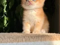 BRİTİSH GOLDEN SHORTHAİR NY12 KUSURSUZ BİR BEBEK! 