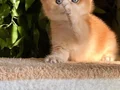 BRİTİSH GOLDEN SHORTHAİR NY12 KUSURSUZ BİR BEBEK! 