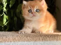 BRİTİSH GOLDEN SHORTHAİR NY12 KUSURSUZ BİR BEBEK! 
