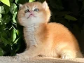 BRİTİSH GOLDEN SHORTHAİR NY12 KUSURSUZ BİR BEBEK! 