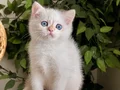 KOCA GÖZLÜ ORJİNAL BRİTİSH GOLDEN POİNT BEBEBLER