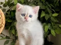 KOCA GÖZLÜ ORJİNAL BRİTİSH GOLDEN POİNT BEBEBLER