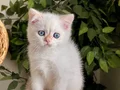 KOCA GÖZLÜ ORJİNAL BRİTİSH GOLDEN POİNT BEBEBLER