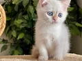 KOCA GÖZLÜ ORJİNAL BRİTİSH GOLDEN POİNT BEBEBLER