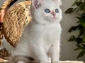 KOCA GÖZLÜ ORJİNAL BRİTİSH GOLDEN POİNT BEBEBLER
