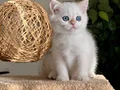 KOCA GÖZLÜ ORJİNAL BRİTİSH GOLDEN POİNT BEBEBLER