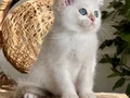 KOCA GÖZLÜ ORJİNAL BRİTİSH GOLDEN POİNT BEBEBLER