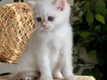 KOCA GÖZLÜ ORJİNAL BRİTİSH GOLDEN POİNT BEBEBLER