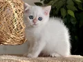 KOCA GÖZLÜ ORJİNAL BRİTİSH GOLDEN POİNT BEBEBLER