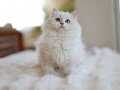 BRİTİSH GOLDEN BİCOLOUR POİNT CİNNEMON TAŞIYICI