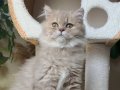 BRİTİSH LONGHAİR BLUE GOLDEN CİNNEMON TAŞIYICI 
