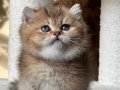 ETKİLEYECİ GÜZELLİKTEKİ BRİTİSH GOLDEN SHORTHAİR PRENSESİMİZ