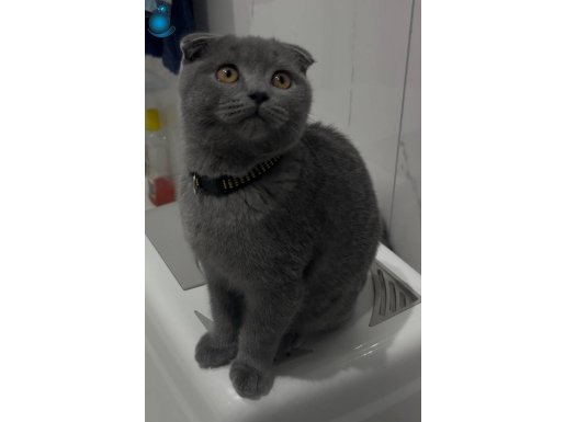 Aşırı sevimli minnoş