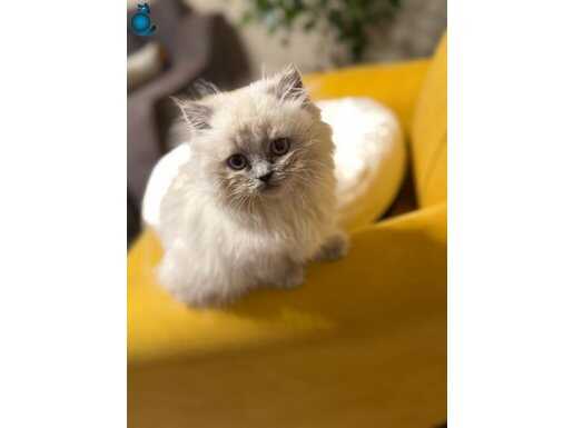 2 aylık Yavru british longhair 