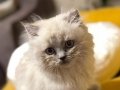 2 aylık Yavru british longhair 