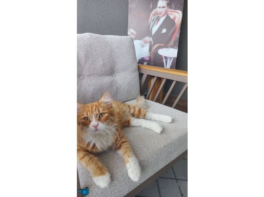 UZUN TÜYLÜ ERKEK KEDİ