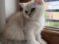 OCEAN BLUE GÜZELLER GÜZELİ PERİ KIZI 