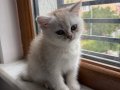 OCEAN BLUE GÜZELLER GÜZELİ PERİ KIZI 