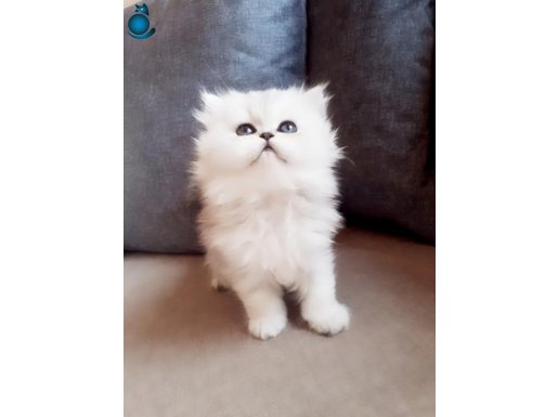 Safkan Chinchilla Prens