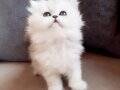 Safkan Chinchilla Prens