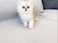 Chinchilla Safkan Silver Prens