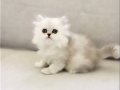 Chinchilla Safkan Silver Prens