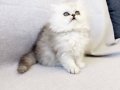 Chinchilla Safkan Silver Prens