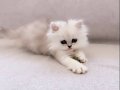 Chinchilla Safkan Silver Prens